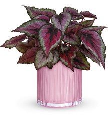 Sparkling Coleus